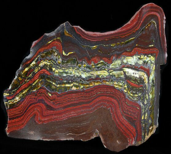 Polished Tiger Iron Stromatolite - ( Billion Years) #42614
